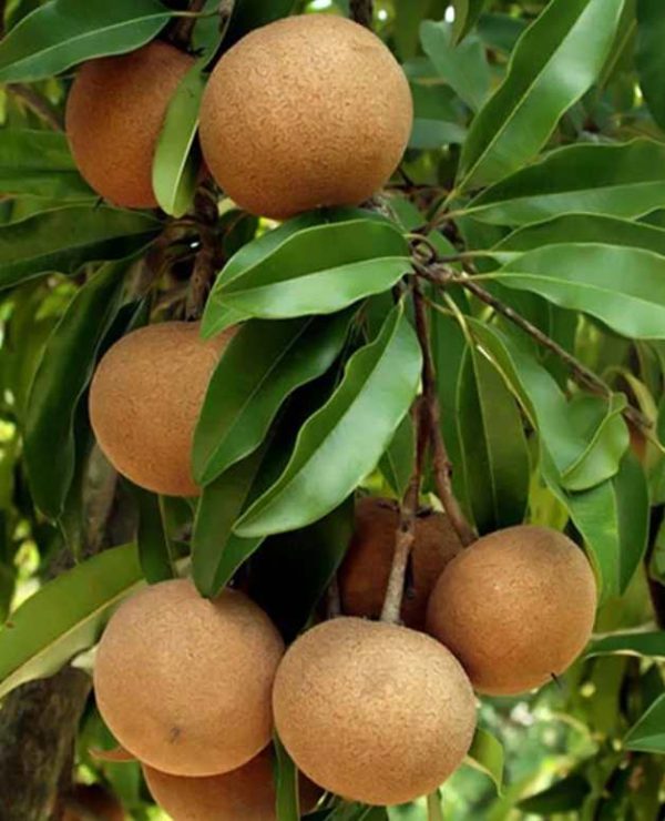 Naseberry (Sapodilla) - Image 2