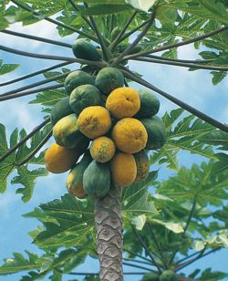 Papaya