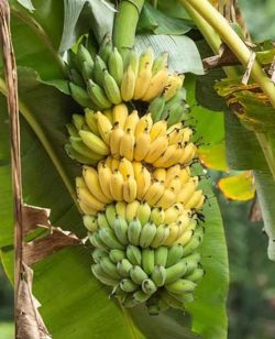 Banana
