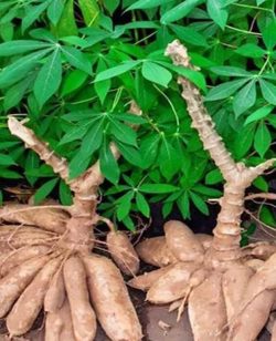Cassava