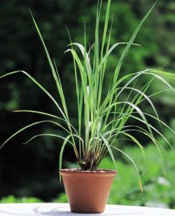 Fever Grass