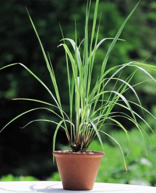 Fever Grass