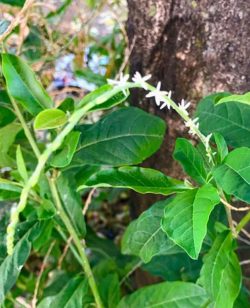 Guinea Hen Weed