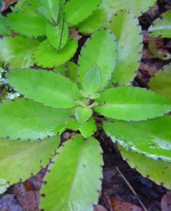 Leaf of Life