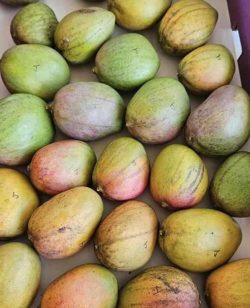 Mangos