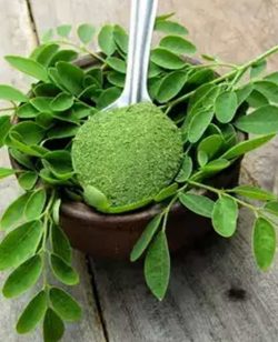 Moringa