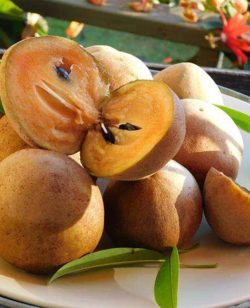 Naseberry (Sapodilla)