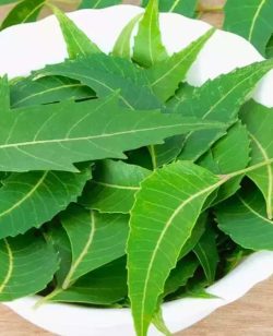 Neem