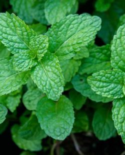 Pepper Mint