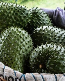 Sour Sop