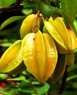 Starfruit