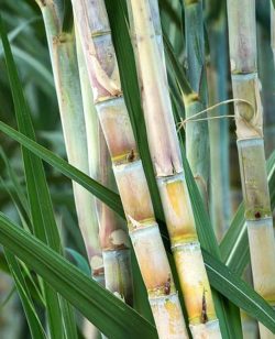 Sugarcane
