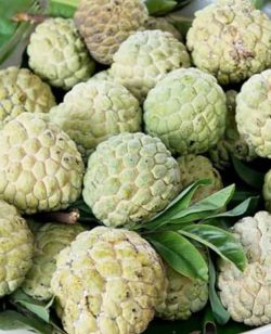 SweetSop