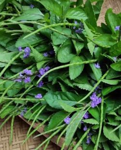 Vervain