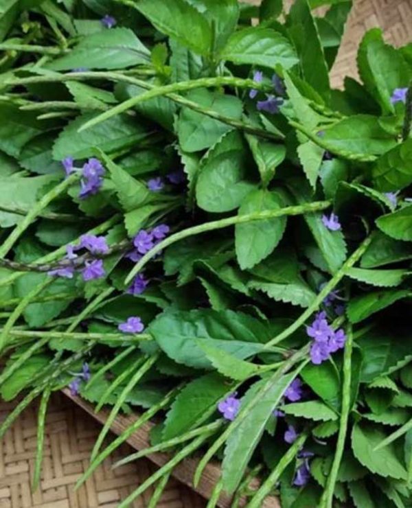 Vervain